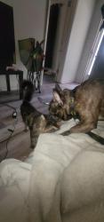 Reunited Female Cat last seen Corner of washington and pearsall, Dunn, NC 28334