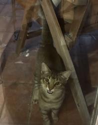 Found/Stray Male Cat last seen Euclid and Bradford Road, El Cajon, CA 92020