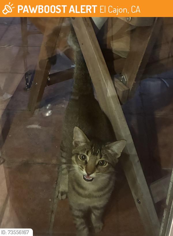 Found/Stray Male Cat last seen Euclid and Bradford Road, El Cajon, CA 92020