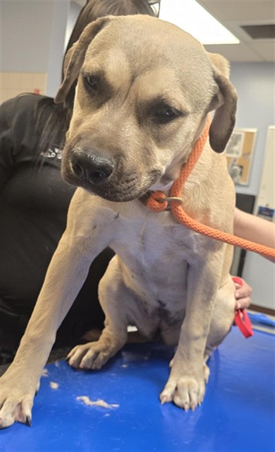 Shelter Stray Female Dog last seen 54TH AVE AND W HARTFORD, 2500 S 27th Ave, Phoenix, AZ 85009, USA