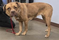 Shelter Stray Female Dog last seen 67TH AVE AND LOWER BUCKEYE RD, 2500 S 27th Ave, Phoenix, AZ 85009, USA