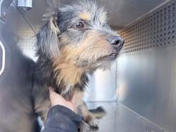 Shelter Stray Male Dog last seen 43RD AVE AND VAN BUREN ST, 2500 S 27th Ave, Phoenix, AZ 85009, USA
