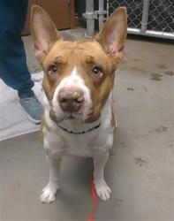 Shelter Stray Male Dog last seen CITRUS RD AND BETHANY HOME RD, 2500 S 27th Ave, Phoenix, AZ 85009, USA