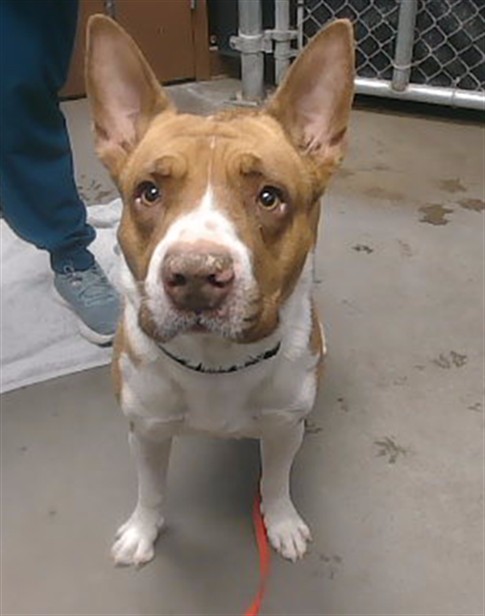 Shelter Stray Male Dog last seen CITRUS RD AND BETHANY HOME RD, 2500 S 27th Ave, Phoenix, AZ 85009, USA