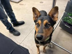 Shelter Stray Male Dog last seen , 4000 N Silverbell Rd, Tucson, AZ 85745, USA