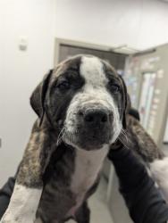 Shelter Stray Male Dog last seen , 4000 N Silverbell Rd, Tucson, AZ 85745, USA