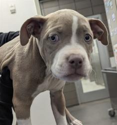 Shelter Stray Female Dog last seen , 4000 N Silverbell Rd, Tucson, AZ 85745, USA