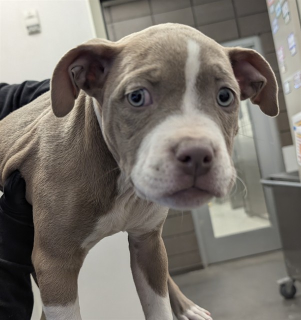 Shelter Stray Female Dog last seen , 4000 N Silverbell Rd, Tucson, AZ 85745, USA