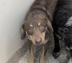 Shelter Stray Female Dog last seen , 4000 N Silverbell Rd, Tucson, AZ 85745, USA