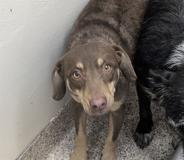 Shelter Stray Female Dog last seen , 4000 N Silverbell Rd, Tucson, AZ 85745, USA