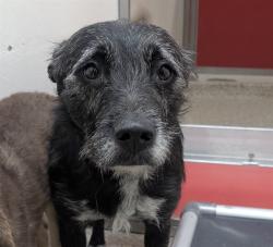 Shelter Stray Female Dog last seen , 4000 N Silverbell Rd, Tucson, AZ 85745, USA