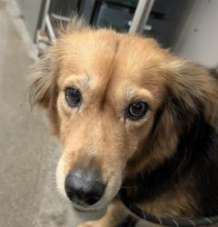 Shelter Stray Female Dog last seen , 4000 N Silverbell Rd, Tucson, AZ 85745, USA
