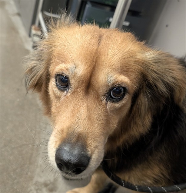 Shelter Stray Female Dog last seen , 4000 N Silverbell Rd, Tucson, AZ 85745, USA