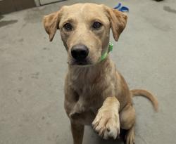 Shelter Stray Male Dog last seen , 4000 N Silverbell Rd, Tucson, AZ 85745, USA