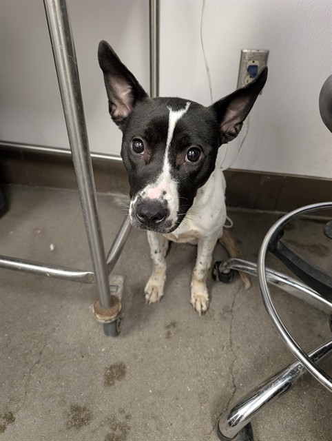 Shelter Stray Female Dog last seen , 4000 N Silverbell Rd, Tucson, AZ 85745, USA