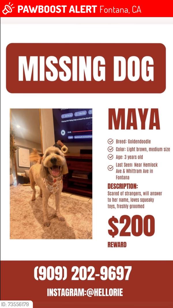 Lost Female Dog last seen Winco on cherry in Fontana, Fontana, CA 92335
