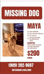 Lost Female Dog last seen Winco on cherry in Fontana, Fontana, CA 92335