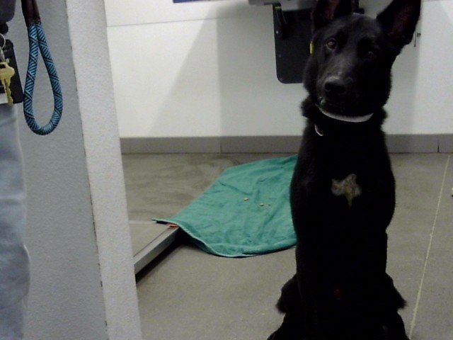Shelter Stray Male Dog last seen SOUTHERN AVE AND BROADWAY RD, 1920 S Lewis, Mesa, AZ 85210, USA