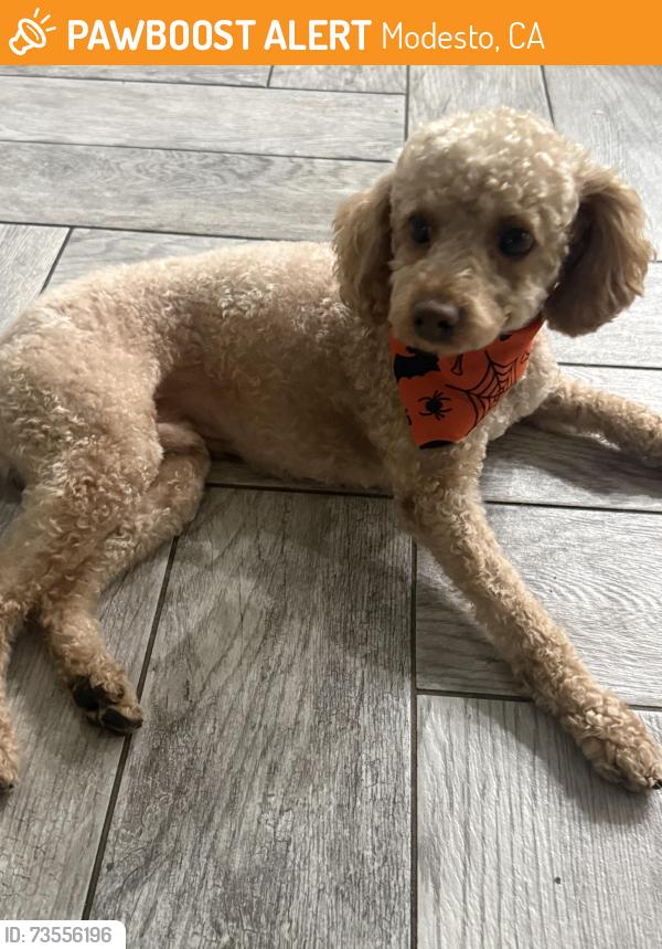 Found/Stray Male Dog last seen Via Fonte, Parker rd, Modesto, CA 95355