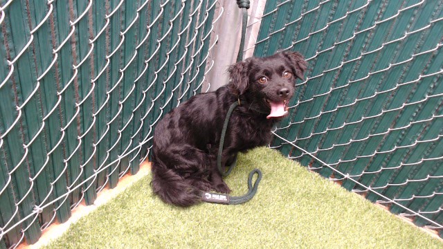 Shelter Stray Male Dog last seen , 11258 Garfield Ave, Downey, CA 90242, USA