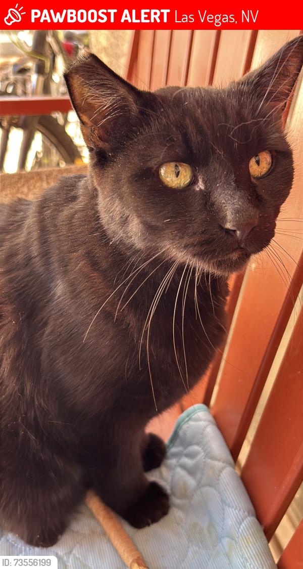 Lost Female Cat last seen Stewart/Sandhill, Las Vegas, NV 89110