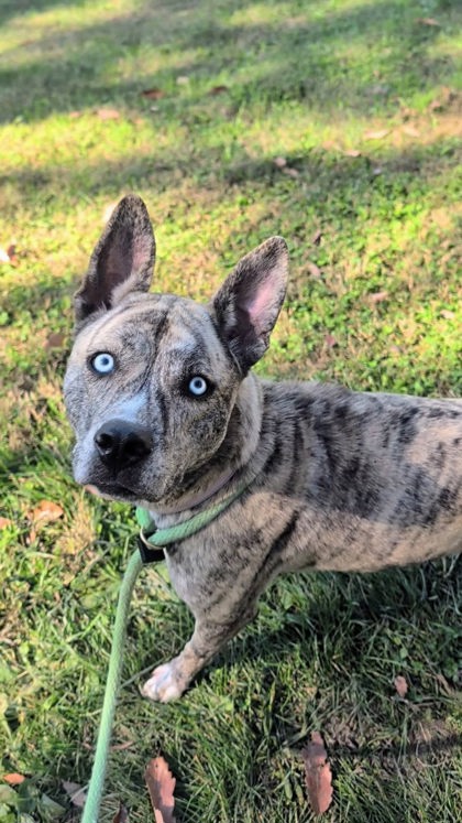 Shelter Stray Female Dog last seen Near Haines St., 21230, MD, 2490 Giles Rd, Baltimore, MD 21225, USA