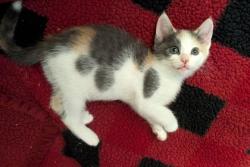 Shelter Stray Female Cat last seen Near Longman Way Stone Mountain GA 30083, 30083, GA, 3280 Chamblee Dunwoody Rd, Chamblee, GA 30341, USA