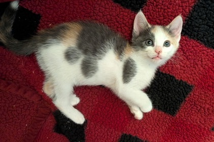 Shelter Stray Female Cat last seen Near Longman Way Stone Mountain GA 30083, 30083, GA, 3280 Chamblee Dunwoody Rd, Chamblee, GA 30341, USA