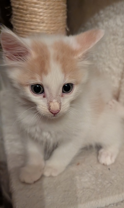Shelter Stray Male Cat last seen Near Longman Way Stone Mountain GA 30083, 30083, GA, 3280 Chamblee Dunwoody Rd, Chamblee, GA 30341, USA