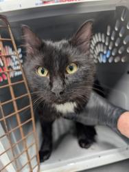 Shelter Stray Male Cat last seen Seavy Colony/ Conser, Corvallis, OR, 398 SW Twin Oaks Cir, Corvallis, OR 97333, USA