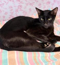 Shelter Stray Female Cat last seen S. Evergreen Ave, Homosassa, FL, 4030 S Airport Rd, Inverness, FL 34450, USA