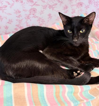 Shelter Stray Female Cat last seen S. Evergreen Ave, Homosassa, FL, 4030 S Airport Rd, Inverness, FL 34450, USA