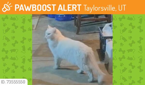 Found/Stray Unknown Cat last seen Edgeware Ln, Heatherglen subdistrict west of SLCC, Taylorsville, UT 84118