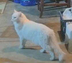 Found/Stray Unknown Cat last seen Edgeware Ln, Heatherglen subdistrict west of SLCC, Taylorsville, UT 84118