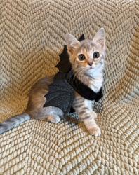Shelter Stray Female Cat last seen DATA DR at INTERNATIONAL DR, Rancho Cordova, CA, 6201 Florin Perkins Rd, Sacramento, CA 95828, USA