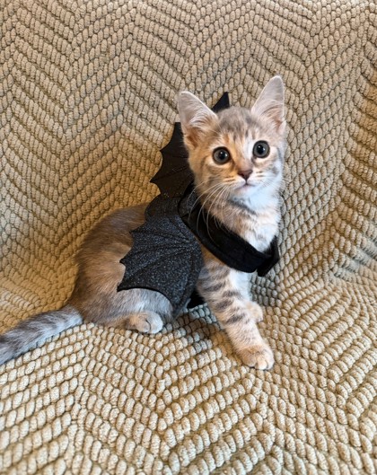 Shelter Stray Female Cat last seen DATA DR at INTERNATIONAL DR, Rancho Cordova, CA, 6201 Florin Perkins Rd, Sacramento, CA 95828, USA