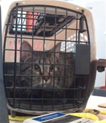 Shelter Stray Unknown Cat last seen PRESTON AND FERN VALLEY, 3528 Newburg Rd, Louisville, KY 40218, USA