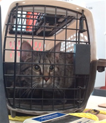 Shelter Stray Unknown Cat last seen PRESTON AND FERN VALLEY, 3528 Newburg Rd, Louisville, KY 40218, USA