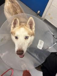 Shelter Stray Male Dog last seen Lincoln Park, Seattle, WA, 2061 15th Ave W, Seattle, WA 98119, USA