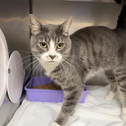 Shelter Stray Male Cat last seen Near block 12th Ave NE, Seattle, WA, 2061 15th Ave W, Seattle, WA 98119, USA