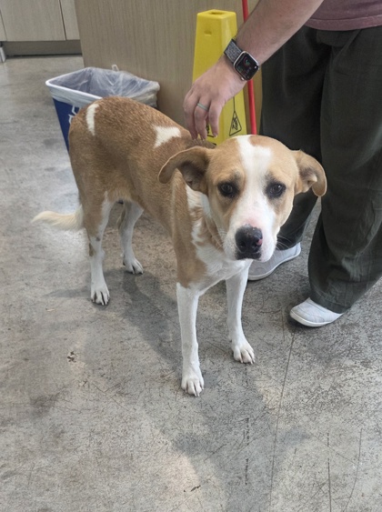 Shelter Stray Female Dog last seen Near Cromane St, North District, TX, 355 Hillshire Dr, Haslet, TX 76052, USA
