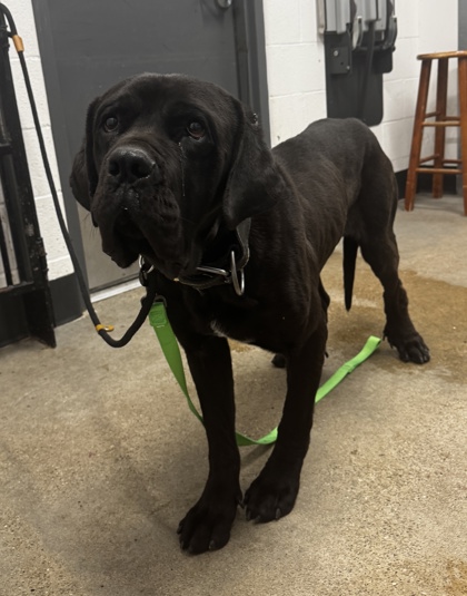 Shelter Stray Male Dog last seen Near Myron, 5th District, OH, 9203 Detroit Ave, Cleveland, OH 44102, USA
