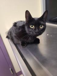 Shelter Stray Female Cat last seen Block of 600 Terminal Ave, B Wenatchee, WA, 1474 S Wenatchee Ave, Wenatchee, WA 98801, USA