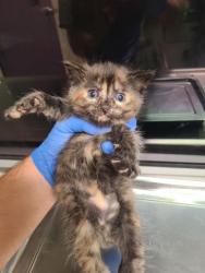 Shelter Stray Female Cat last seen Block of 600 Terminal Ave, B Wenatchee, WA, 1474 S Wenatchee Ave, Wenatchee, WA 98801, USA