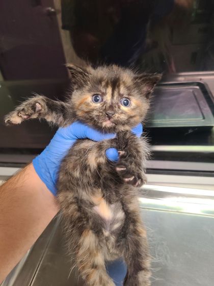 Shelter Stray Female Cat last seen Block of 600 Terminal Ave, B Wenatchee, WA, 1474 S Wenatchee Ave, Wenatchee, WA 98801, USA
