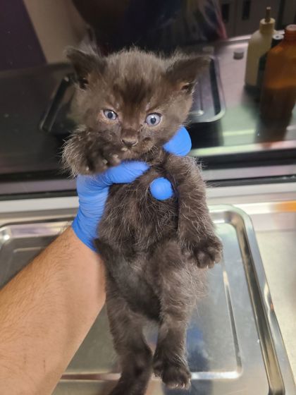 Shelter Stray Male Cat last seen Block of 600 Terminal Ave, B Wenatchee, WA, 1474 S Wenatchee Ave, Wenatchee, WA 98801, USA