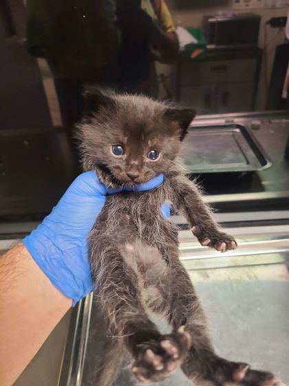 Shelter Stray Female Cat last seen Block of 600 Terminal Ave, B Wenatchee, WA, 1474 S Wenatchee Ave, Wenatchee, WA 98801, USA