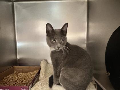 Shelter Stray Male Cat last seen ROUND ROCK,HAWTHORN LN, Williamson County, TX, 1855 SE Inner Loop, Georgetown, TX 78626, USA