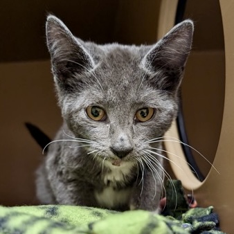 Shelter Stray Female Cat last seen Conway Hill Rd. Mount Vernon, Skagit County, WA, 18911 Kelleher Rd, Burlington, WA 98233, USA