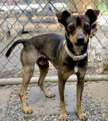 Shelter Stray Male Dog last seen Near 23rd Ave, Oakland, CA, 1101 29th Ave, Oakland, CA 94601, USA